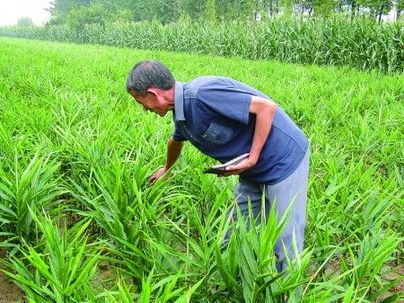 山東泰安生姜十余天漲價60% 姜農(nóng)稱像炒股票(圖)