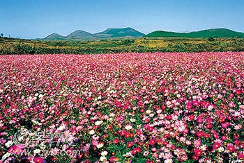 濟州島面朝大海 春暖花開