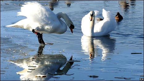 Swans 天鵝