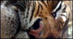 Year of the Tiger 虎年小測驗