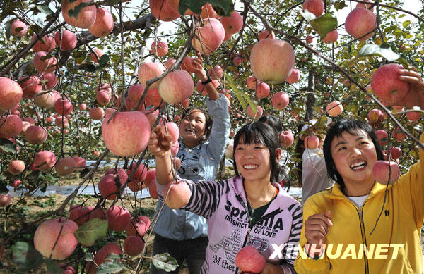 延安蘋果紅了